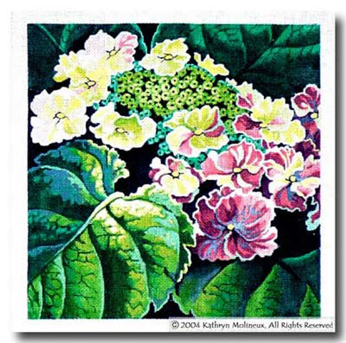 Lace-Cap Hydrangea