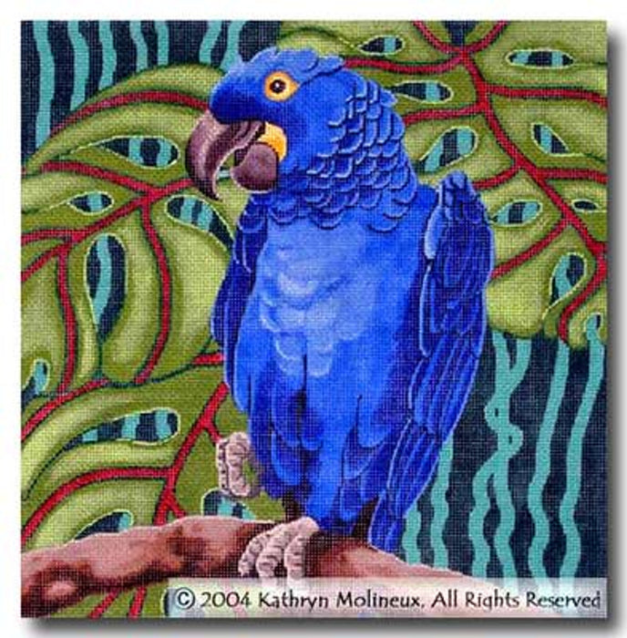 Hyacinth Macaw