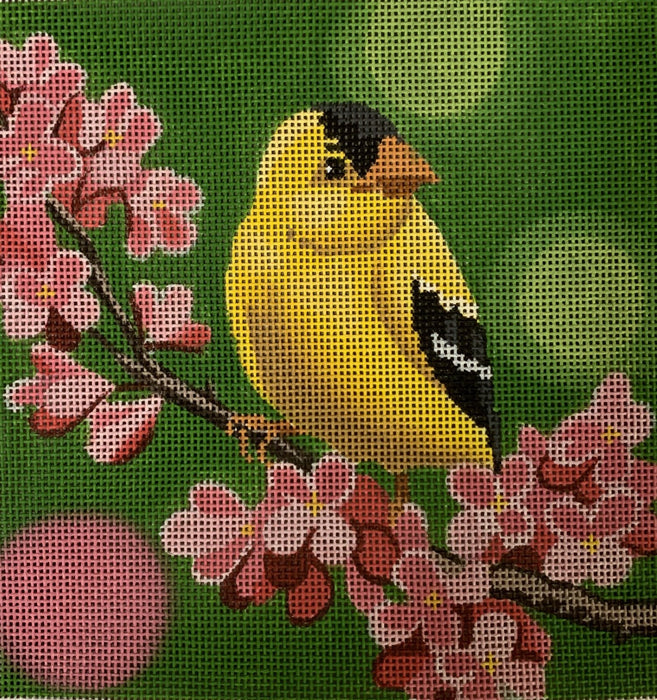 Gold Finch on Cherry Blossoms