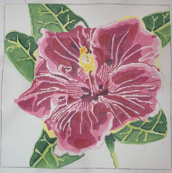 Flaming Hibiscus